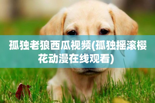 孤獨老狼西瓜視頻(孤獨搖滾櫻花動漫在線觀看) 
