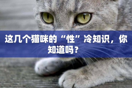 這幾個貓咪的“性”冷知識，你知道嗎？ 