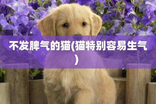 不發脾氣的貓(貓特別容易生氣) 