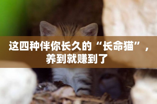 這四種伴你長久的“長命貓”，養到就賺到了 