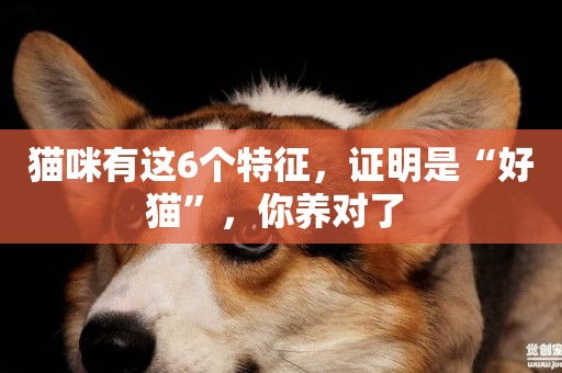 貓咪有這6個特征，證明是“好貓”，你養對了 