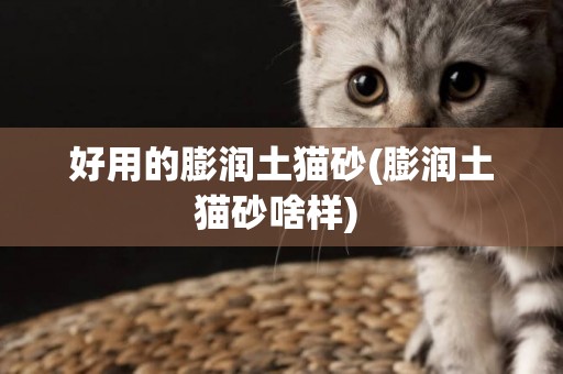 好用的膨潤土貓砂(膨潤土貓砂啥樣) 
