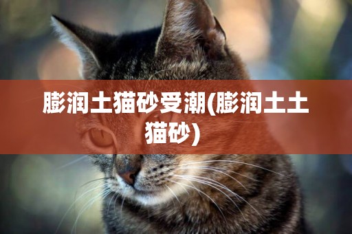 膨潤土貓砂受潮(膨潤土土貓砂) 
