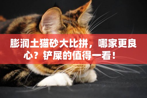 膨潤土貓砂大比拼，哪家更良心？鏟屎的值得一看！ 