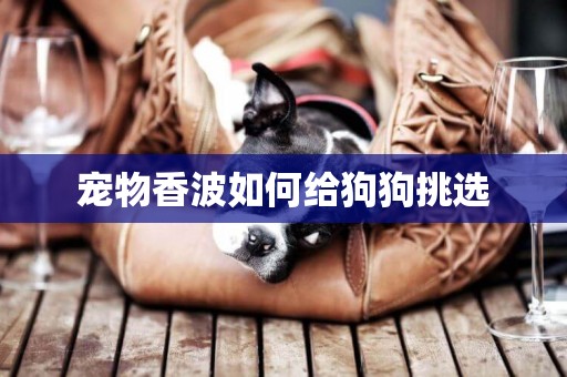 寵物香波如何給狗狗挑選