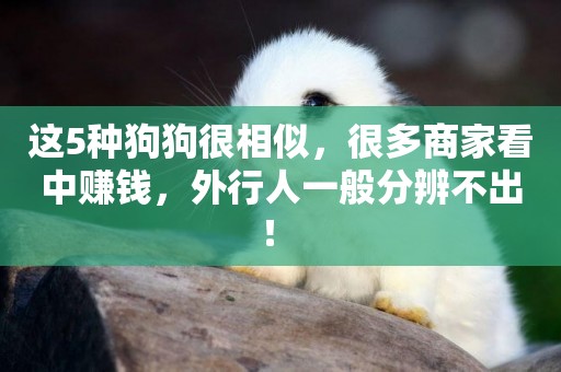 這5種狗狗很相似，很多商家看中賺錢，外行人一般分辨不出！ 