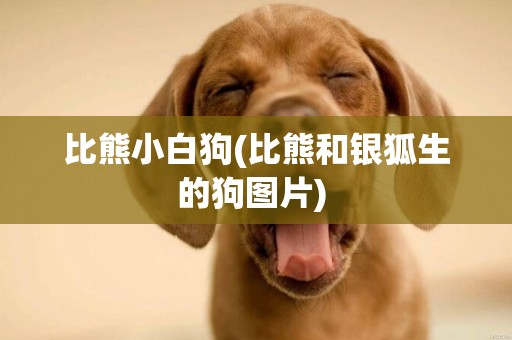比熊小白狗(比熊和銀狐生的狗圖片) 