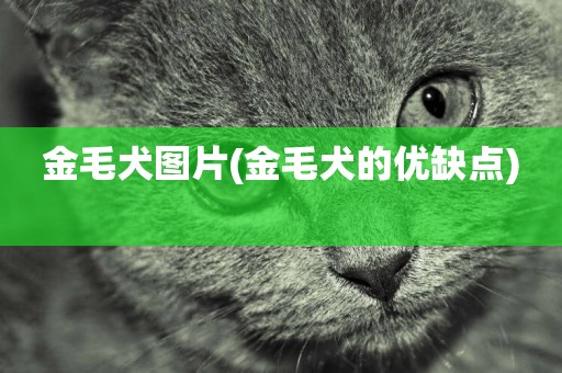 金毛犬圖片(金毛犬的優缺點) 
