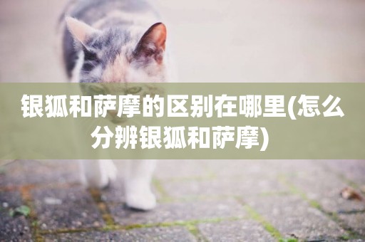 銀狐和薩摩的區別在哪里(怎么分辨銀狐和薩摩) 