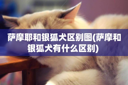 薩摩耶和銀狐犬區別圖(薩摩和銀狐犬有什么區別) 