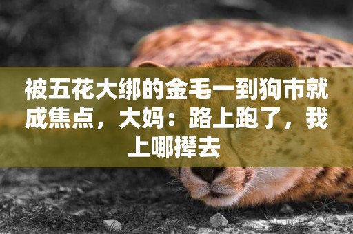 被五花大綁的金毛一到狗市就成焦點，大媽：路上跑了，我上哪攆去 