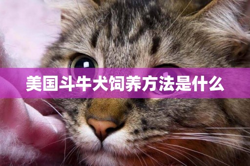 美國斗牛犬飼養方法是什么