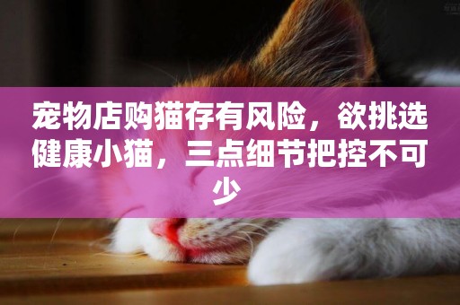 寵物店購貓存有風險，欲挑選健康小貓，三點細節把控不可少 