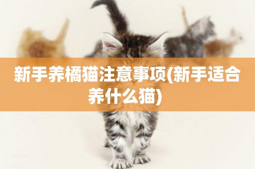 新手養橘貓注意事項(新手適合養什么貓) 