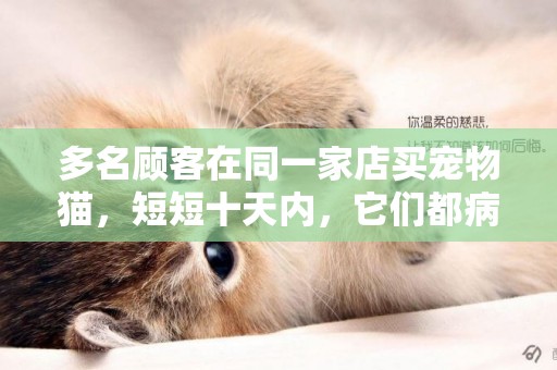 多名顧客在同一家店買寵物貓，短短十天內，它們都病死了 