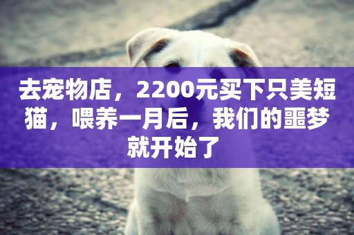 去寵物店，2200元買下只美短貓，喂養一月后，我們的噩夢就開始了 