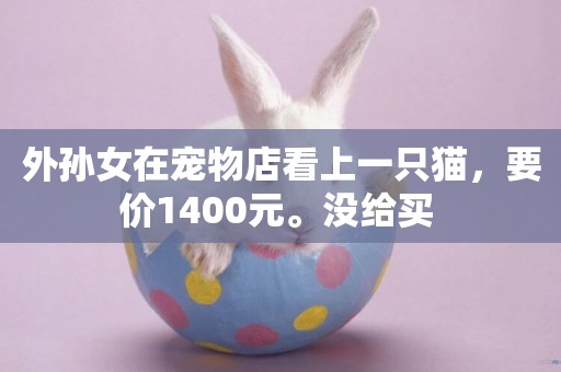 外孫女在寵物店看上一只貓，要價1400元。沒給買 