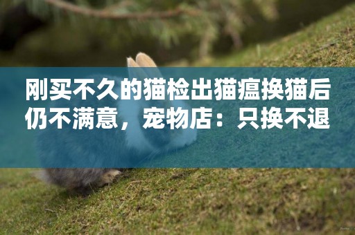 剛買不久的貓檢出貓瘟換貓后仍不滿意，寵物店：只換不退 