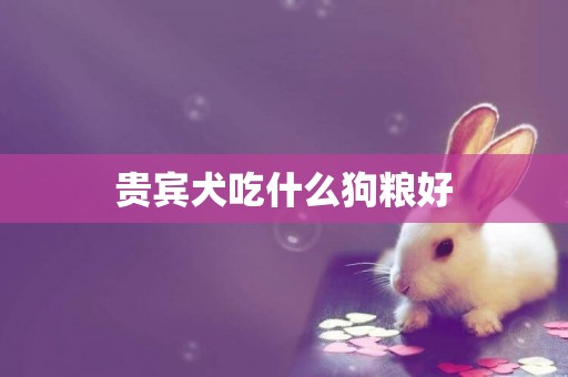 貴賓犬吃什么狗糧好