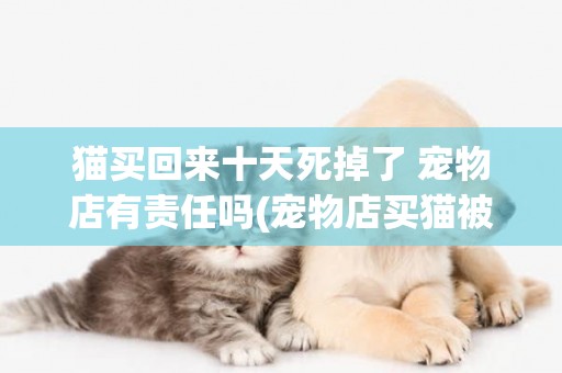 貓買回來十天死掉了 寵物店有責任嗎(寵物店買貓被騙怎么處理) 
