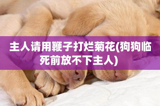 主人請用鞭子打爛菊花(狗狗臨死前放不下主人) 
