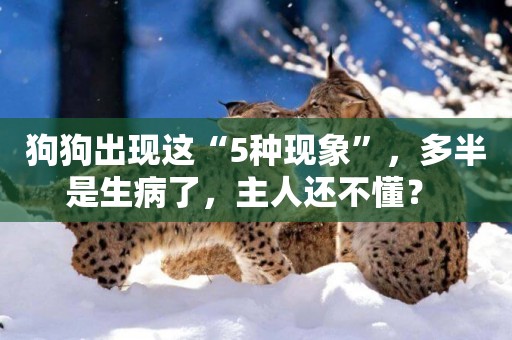 狗狗出現這“5種現象”，多半是生病了，主人還不懂？ 