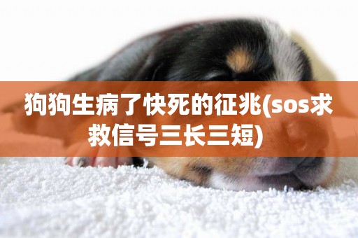 狗狗生病了快死的征兆(sos求救信號三長三短) 