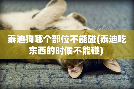 泰迪狗哪個部位不能碰(泰迪吃東西的時候不能碰) 