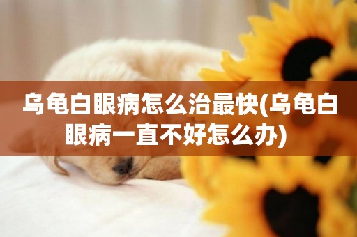 烏龜白眼病怎么治最快(烏龜白眼病一直不好怎么辦) 