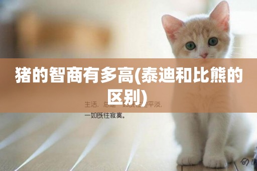 豬的智商有多高(泰迪和比熊的區別) 