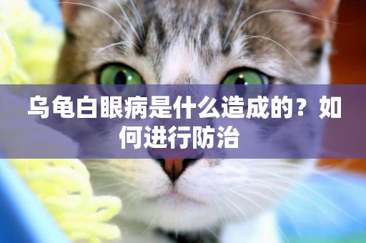 烏龜白眼病是什么造成的？如何進行防治 