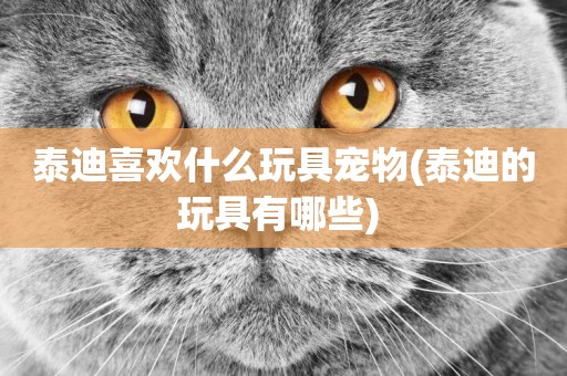 泰迪喜歡什么玩具寵物(泰迪的玩具有哪些) 