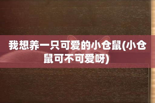 我想養一只可愛的小倉鼠(小倉鼠可不可愛呀) 