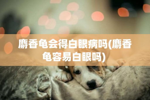 麝香龜會得白眼病嗎(麝香龜容易白眼嗎) 