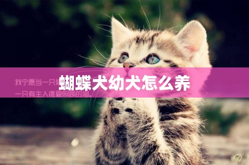 蝴蝶犬幼犬怎么養