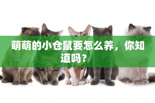 萌萌的小倉鼠要怎么養，你知道嗎？ 