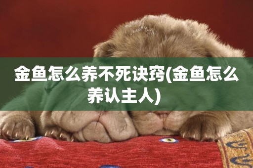 金魚怎么養不死訣竅(金魚怎么養認主人) 