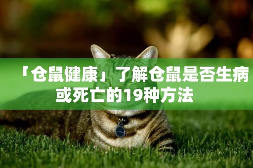 「倉鼠健康」了解倉鼠是否生病或死亡的19種方法 
