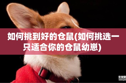 如何挑到好的倉鼠(如何挑選一只適合你的倉鼠幼崽) 