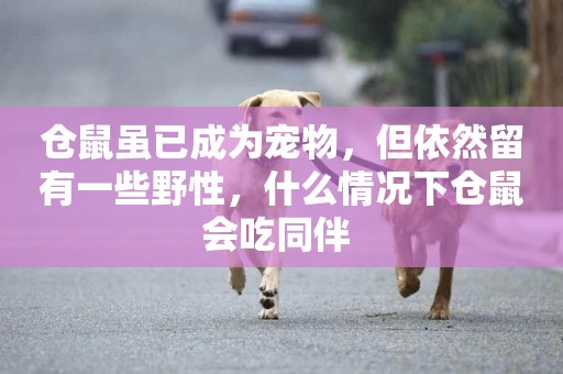 倉鼠雖已成為寵物，但依然留有一些野性，什么情況下倉鼠會吃同伴 