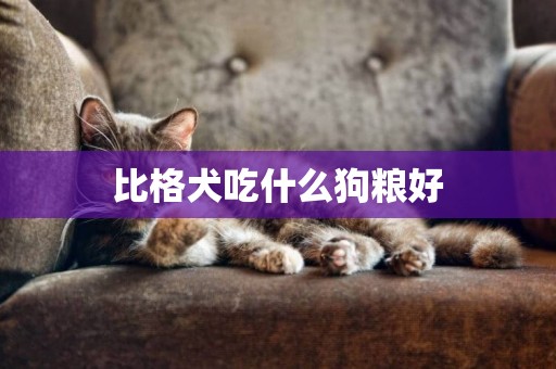 比格犬吃什么狗糧好