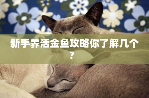 新手養活金魚攻略你了解幾個？ 