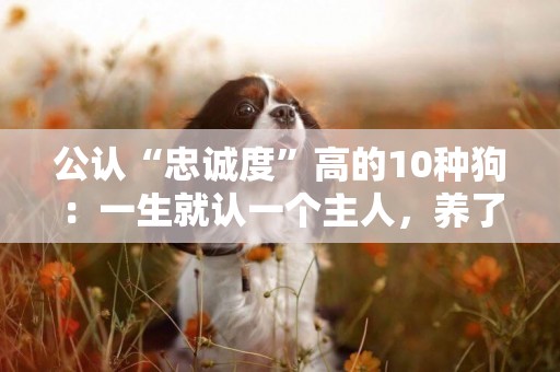 公認“忠誠度”高的10種狗：一生就認一個主人，養了不虧 
