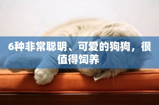 6種非常聰明、可愛的狗狗，很值得飼養 