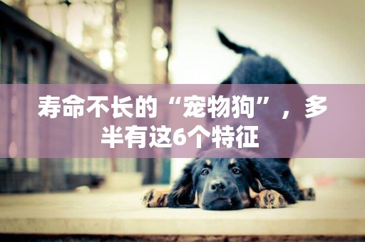 壽命不長的“寵物狗”，多半有這6個特征 