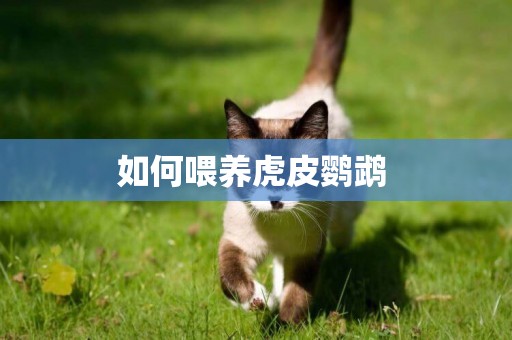 如何喂養虎皮鸚鵡 