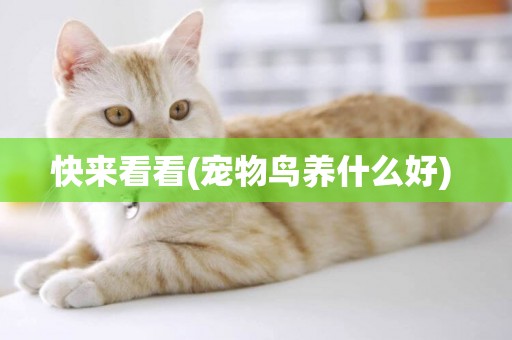 快來看看(寵物鳥養什么好) 