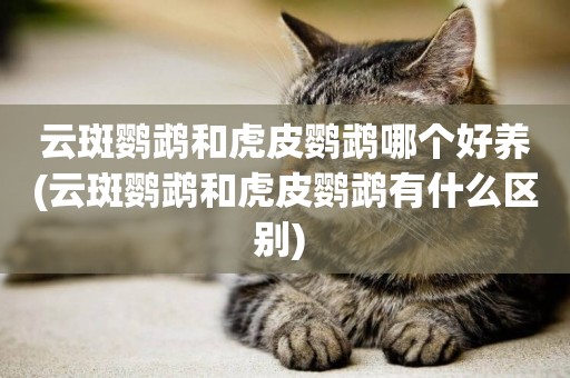 云斑鸚鵡和虎皮鸚鵡哪個好養(云斑鸚鵡和虎皮鸚鵡有什么區別) 
