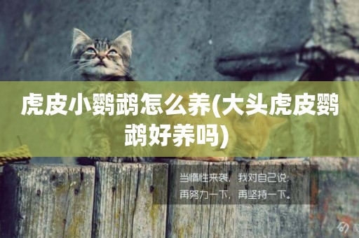 虎皮小鸚鵡怎么養(大頭虎皮鸚鵡好養嗎) 