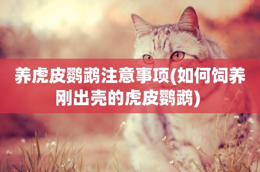 養虎皮鸚鵡注意事項(如何飼養剛出殼的虎皮鸚鵡) 
